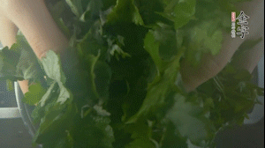 【面皮】1.鍋中水開時(shí)，放挑揀好的艾草和一撮小蘇打，第一遍煮開后倒掉，重新加水大火煮開后，小火煮1小時(shí)。煮爛的艾草用紗布瀝干。